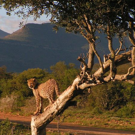 Samara Karoo Reserve Graaff-Reinet Buitenkant foto