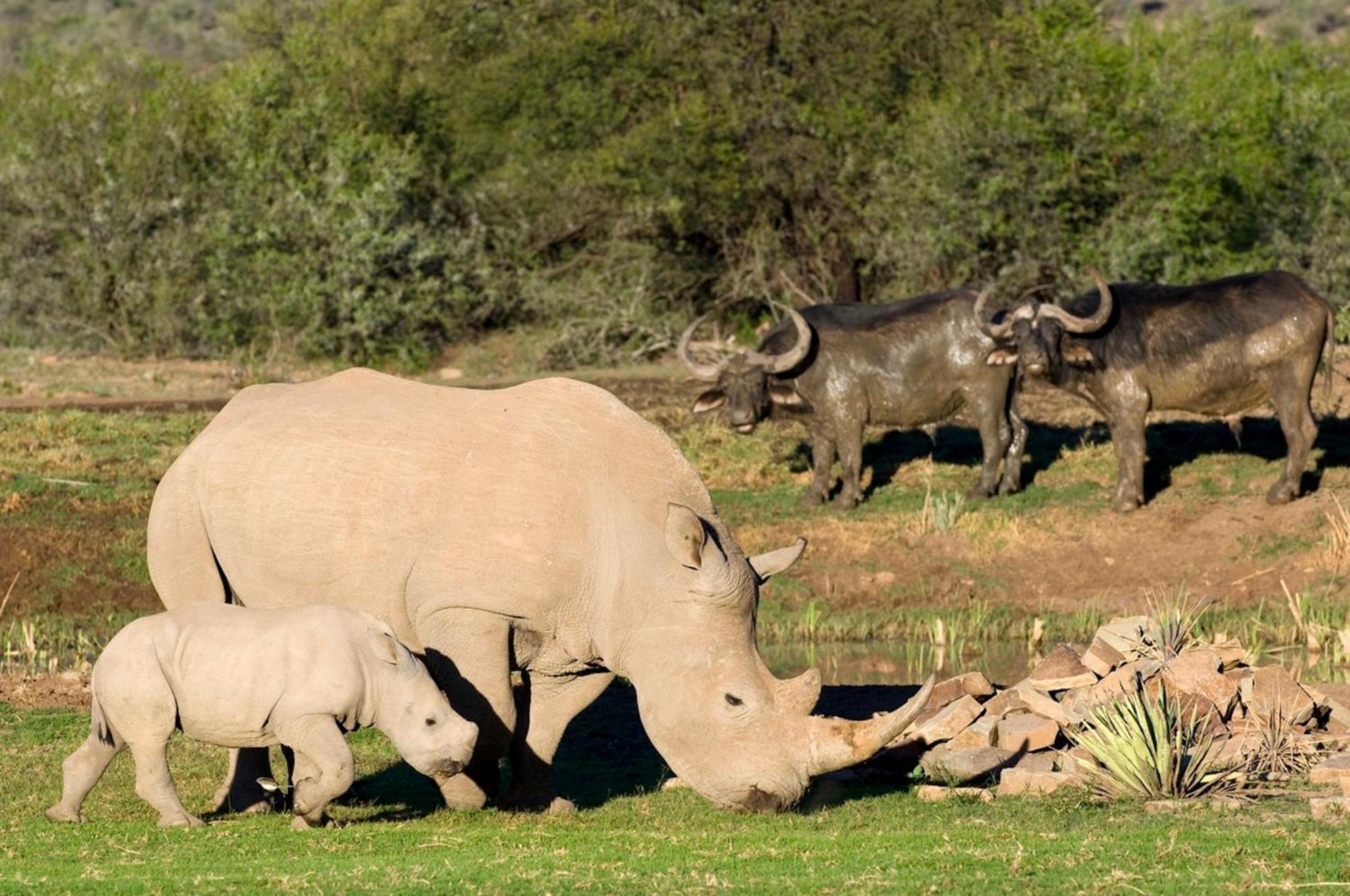 Samara Karoo Reserve Graaff-Reinet Buitenkant foto