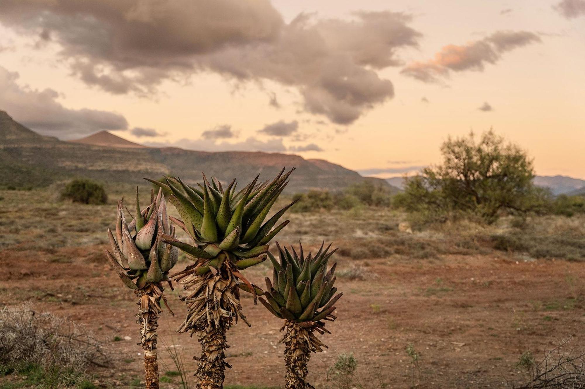 Samara Karoo Reserve Villa Graaff-Reinet Buitenkant foto