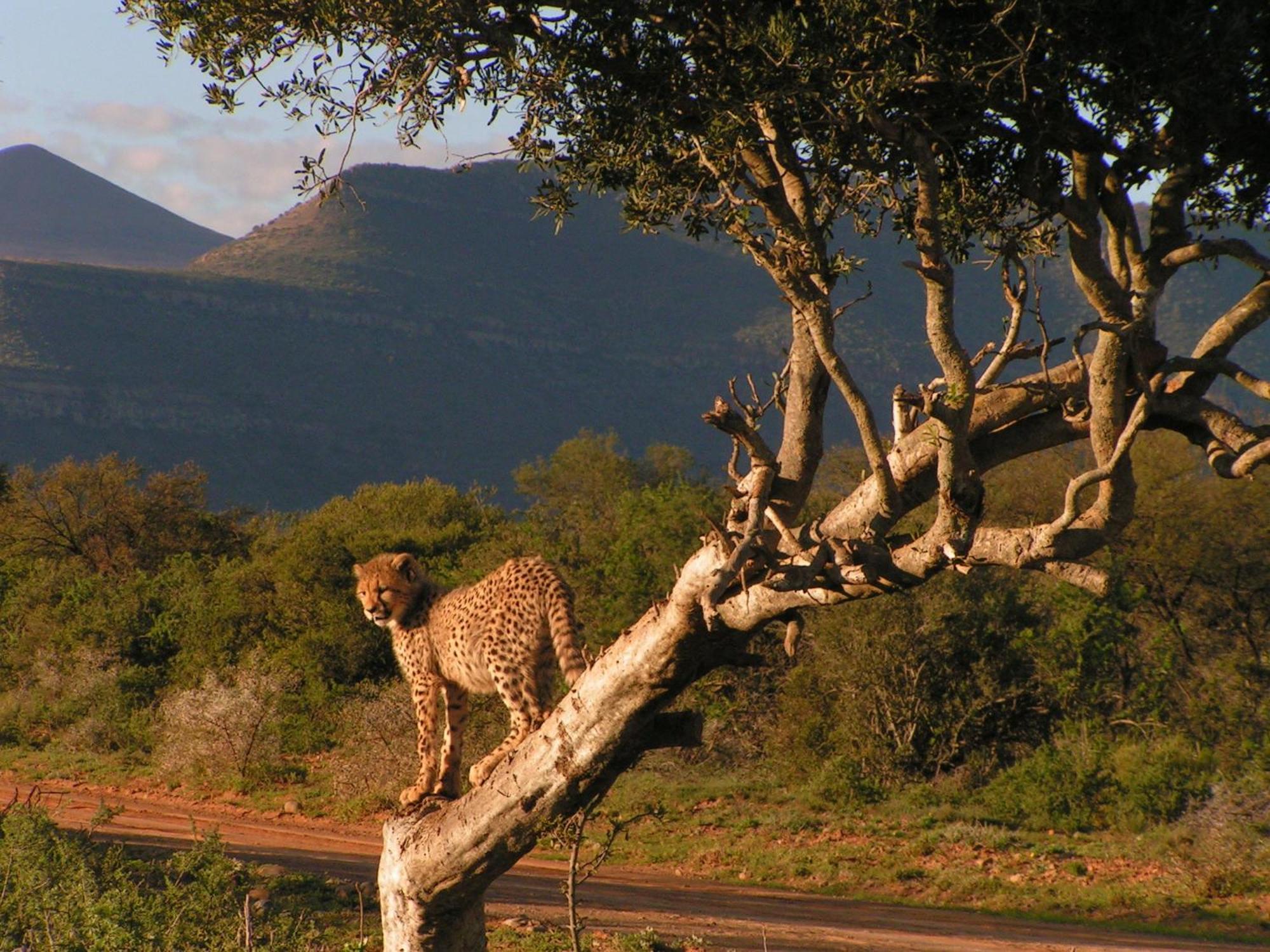 Samara Karoo Reserve Graaff-Reinet Buitenkant foto
